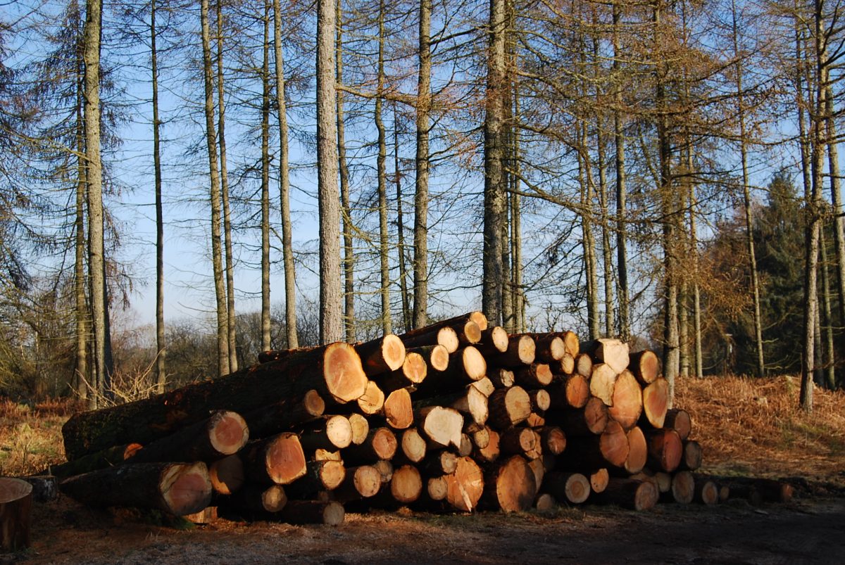 stack of fresh felled timber in the forest woodfuel coop