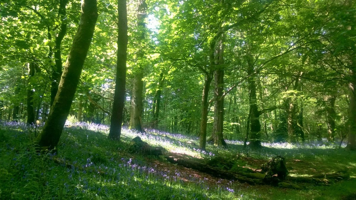 woodland with bluebell carpet woodfuel coop