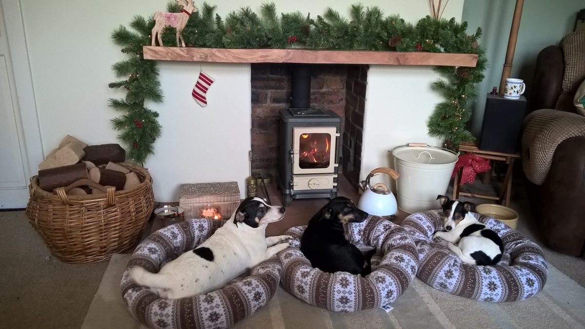 dogs in front of a wood-burner