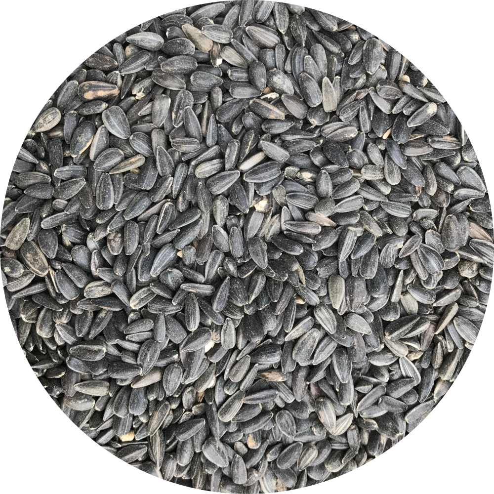 black sunflower seeds woodfuel coop