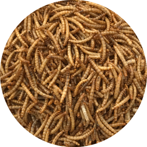 mealworms dried for bird food - Wood Fuel Co-operative