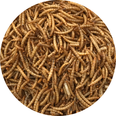 A close up of mealworms wild bird food - Wood Fuel Co-operative