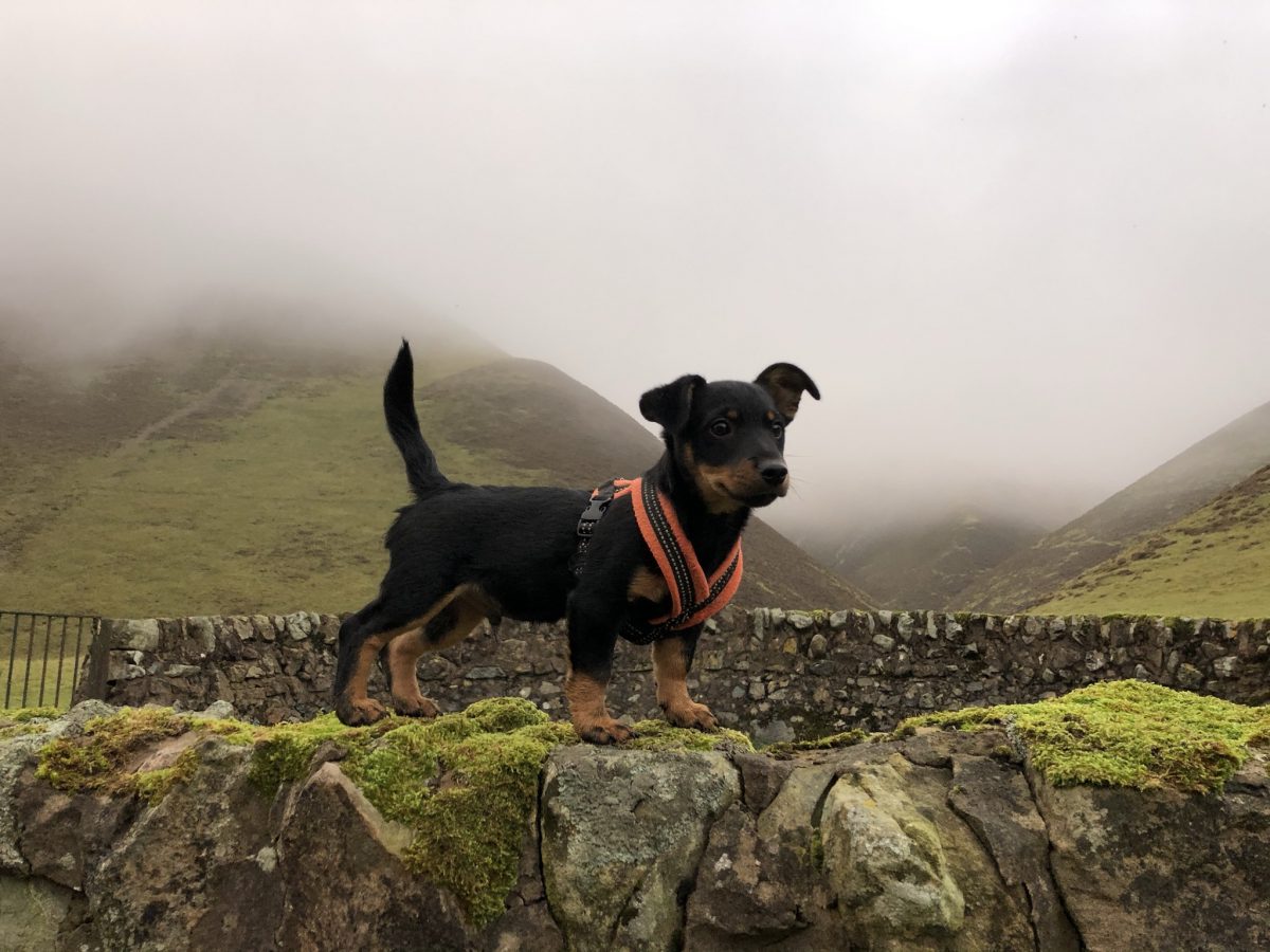 A Lancashire Heeler puppy standing on a stone wall - Wood Fuel Co-operative