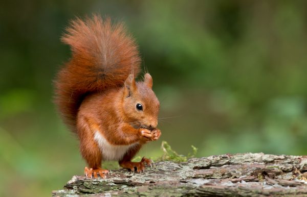 Red squirrel eating a nut in front of a blurry green background - Wood Fuel Co-operative
