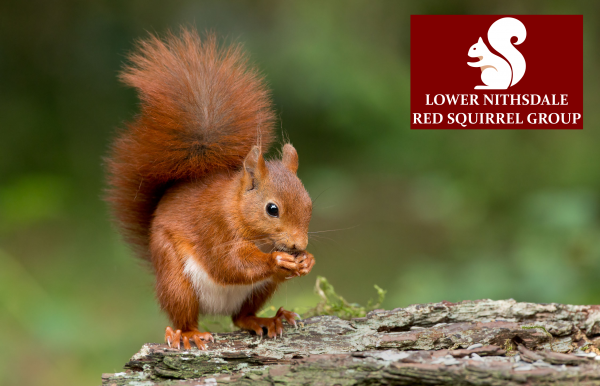 a red squirrel sitting on a rock eating a nut - Wood Fuel Co-operative