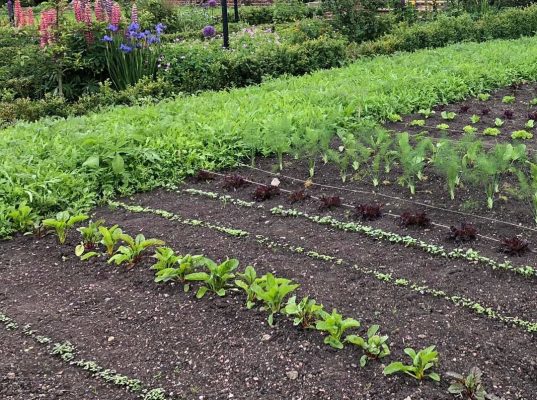 vegetable garden seedlings salad patch woodfuel cooperative