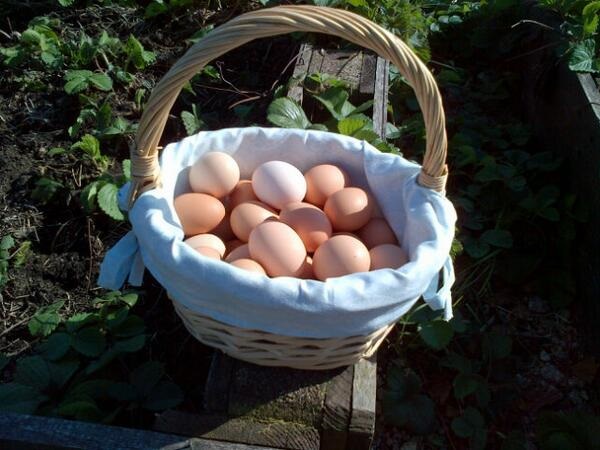 wicker basket of fresh eggs woodfuel cooperative