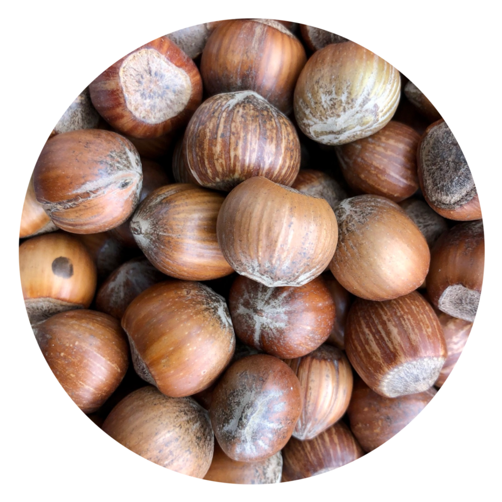 hazelnuts in shell for squirrels woodfuel coop