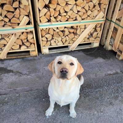 Yellow Labrador Sam sitting in front of crates of kiln dried logs. Woodfuel Cooperative