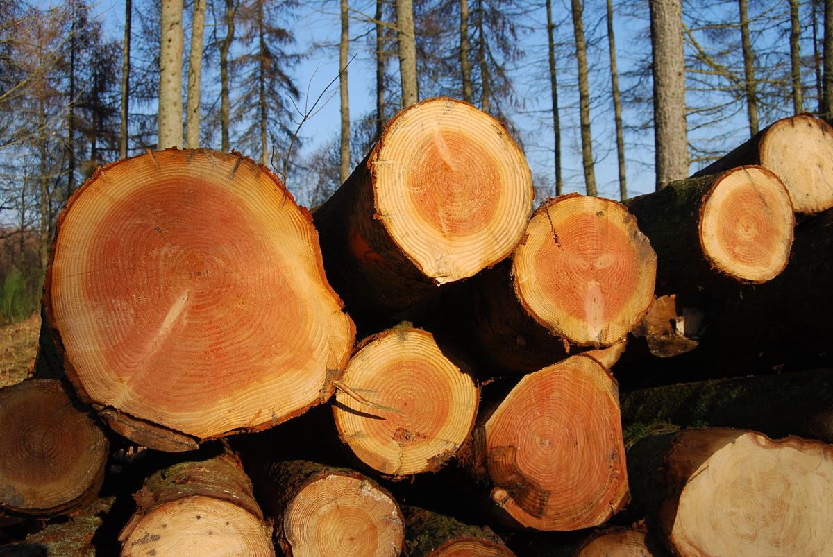 Softwood logs harvested in Scotland - Wood Fuel Coop